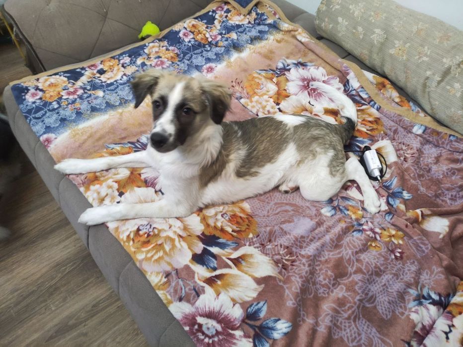 Отдадим собаку в добрые и хорошие руки.