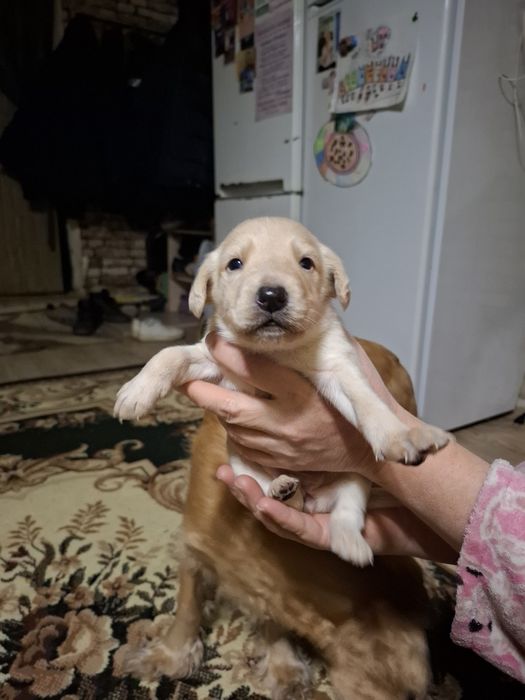 Отдам щенков в добрые руки