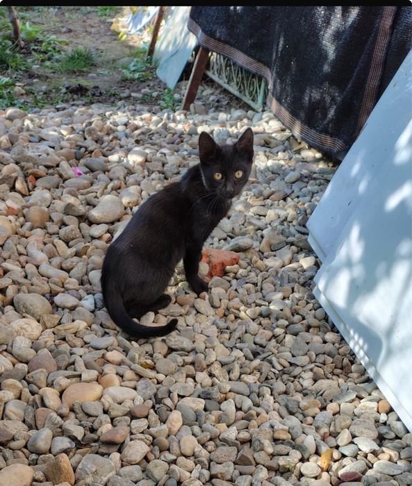 Pisic spre adoptie