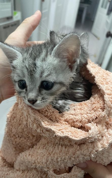 Мысықтар тегін беремін, жақсы қарай алатын адам болса