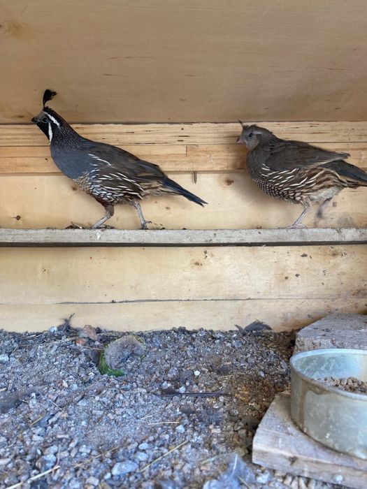 Продам калифорниский пара.