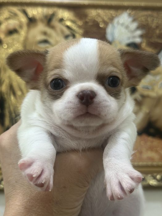 Мальчишаа очаровашка чихуахуа беби фейс