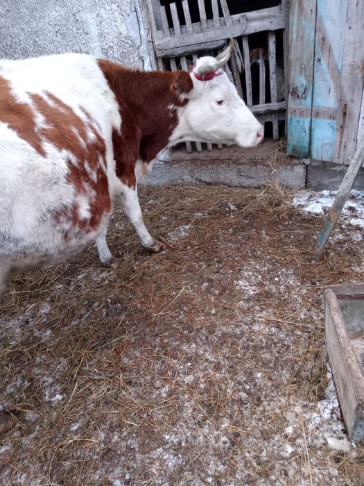 Продам стельную корову