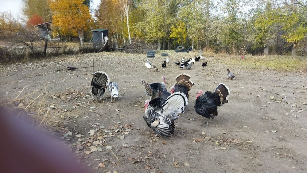 Продаем индюков  крупные