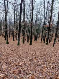Padure Stejar 100 De Ani Vechime De Vanzare - Teren - Parcele