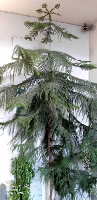 Араукария (Araucaria heterophylla)