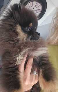 Pomeranian toy cu pedigree