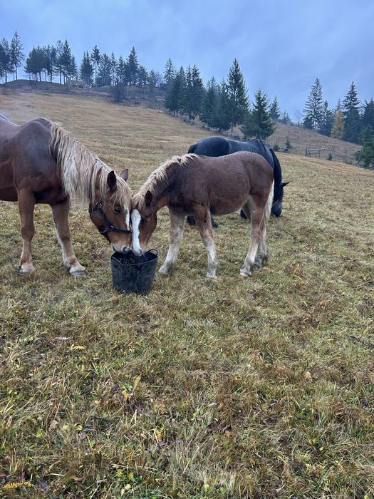 Manz semigreu ( armasar )