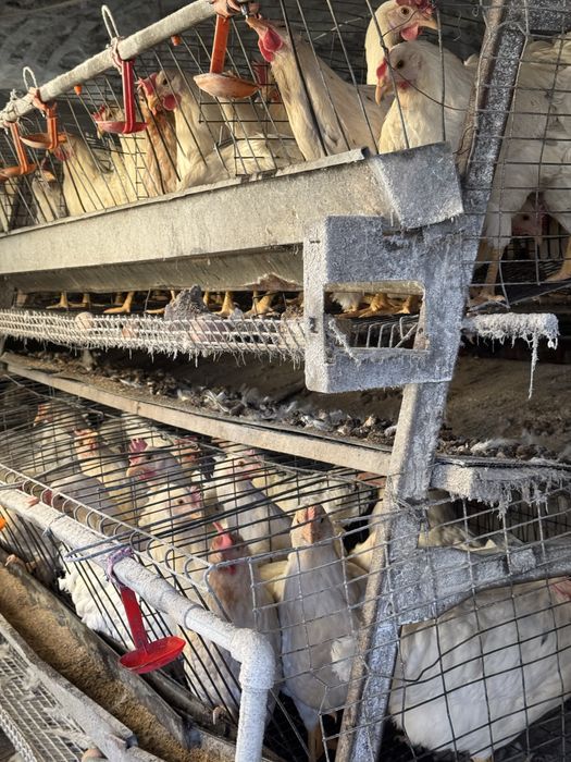 Ломан сенди товуклар сотилади