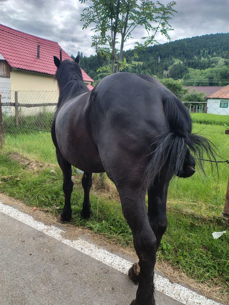 Vând armăsar foarte cuminte