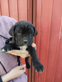 Cane corso pui în căutare de noi stapani