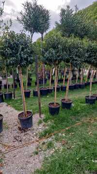 Vand prunus lusitanica alberetto