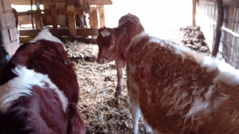 Vand trei vitei baltat romaneasca