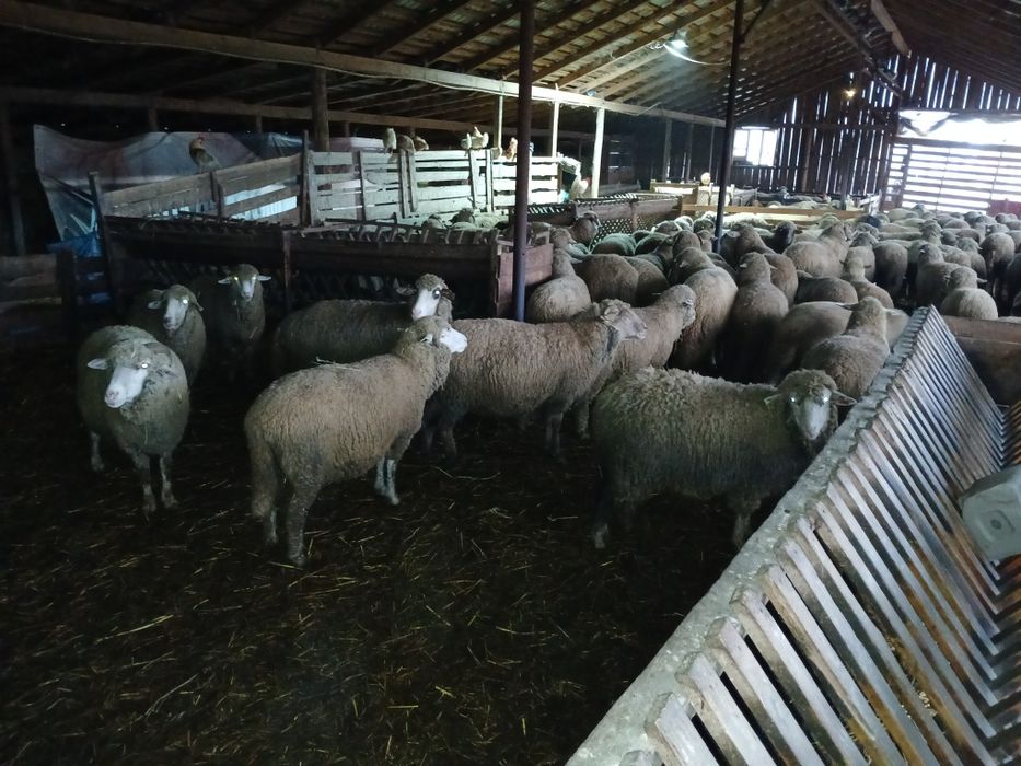 Miele de vânzare cu varsta de un an