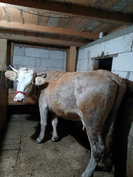 Vând vacă gestantă