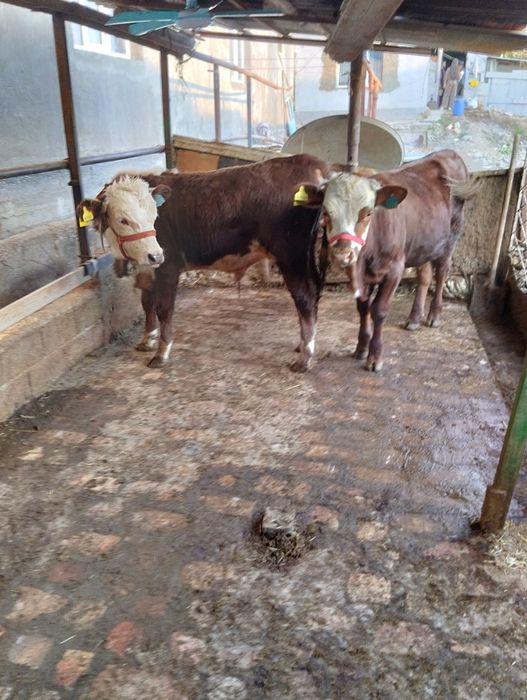 Assalom alekum 2 ta grefort buqalar sotiladi