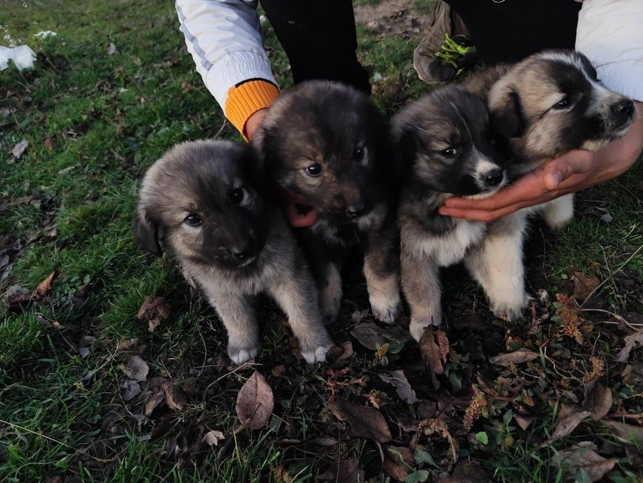 Donez cățelușe talie mare