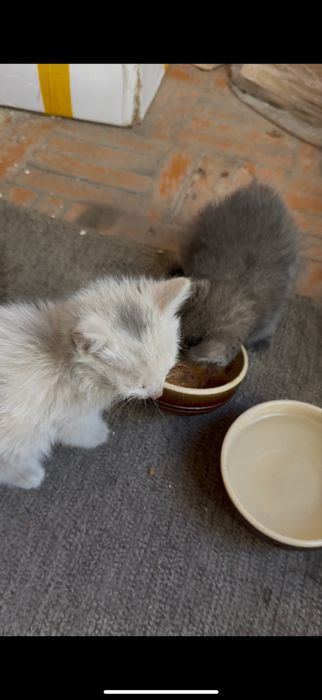 Котята бесплатно белый и серый