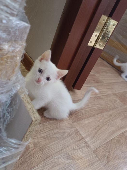 Отдам котят в добрые руки