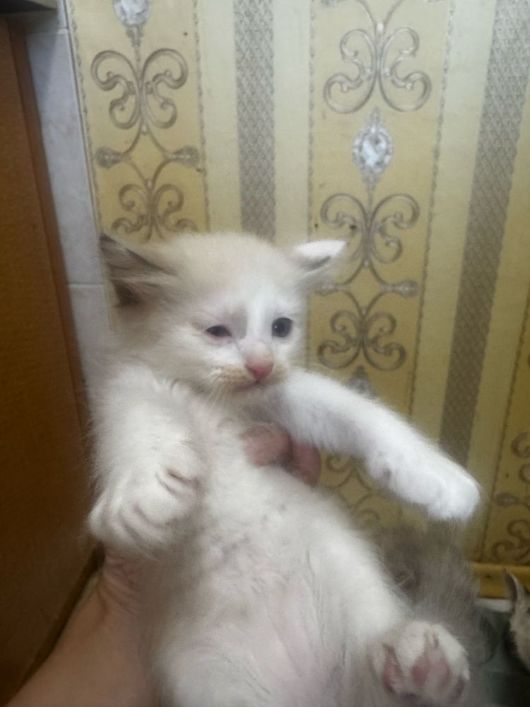 Котенок , кішкентай мысықтар бар