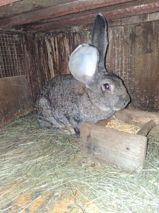 Vind iepurita Urias German montat