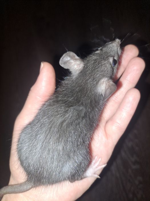 Отдам крысят ручные