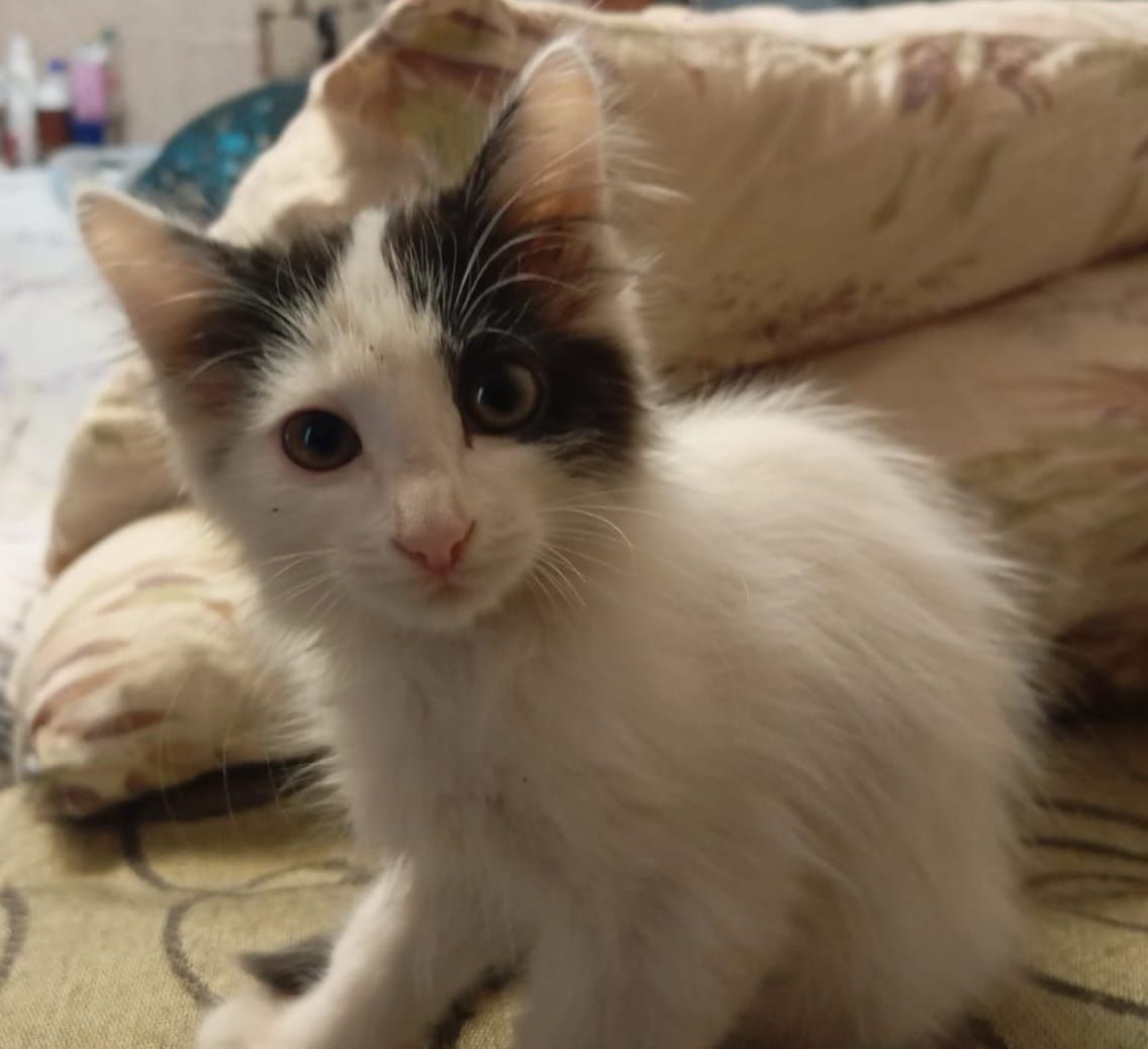 Отдам бесплатно котят
