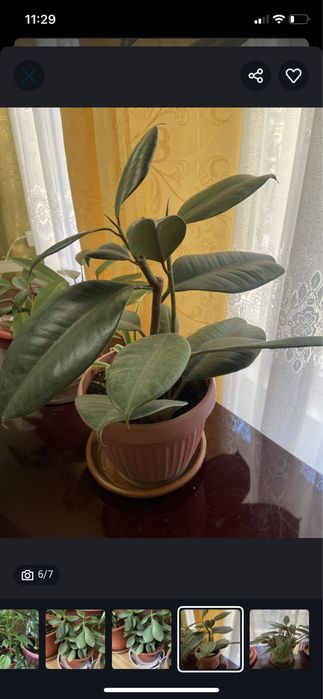 Комнатные цветы