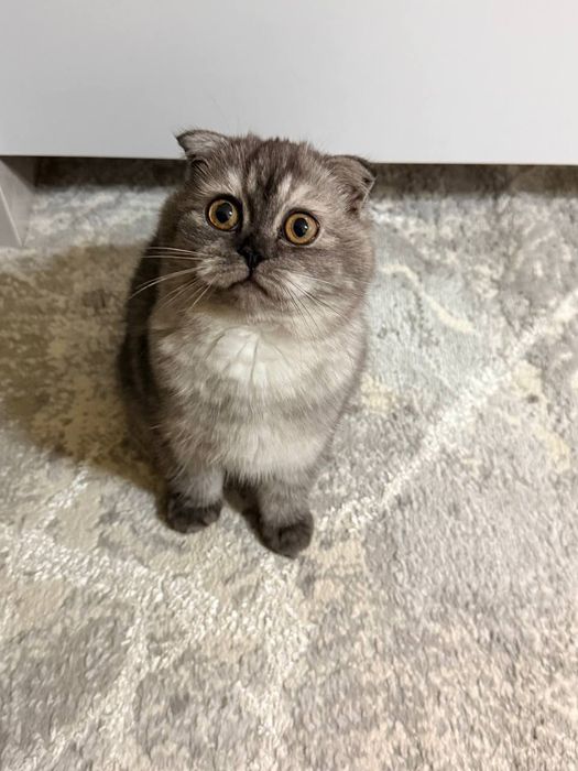 Скоттиш Фолд девочка