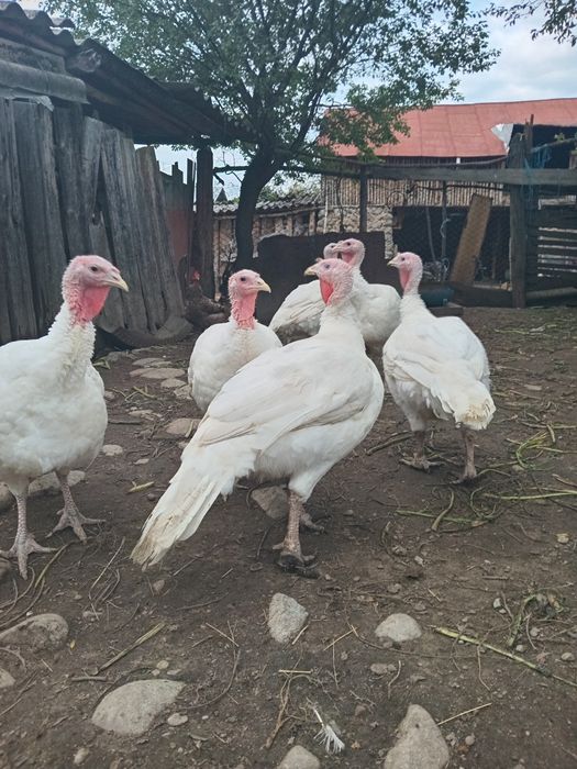 Curcanii de tara naturali 100%