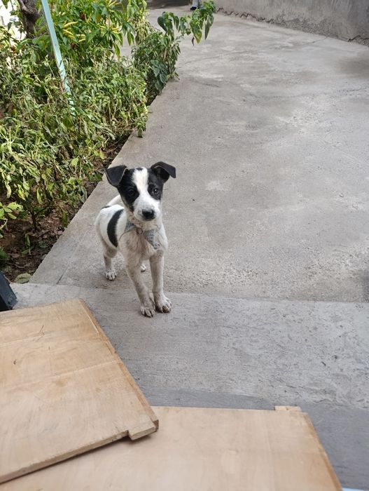 Отдам даром щенков