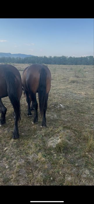 Vand manz de 1 an si 4 luni