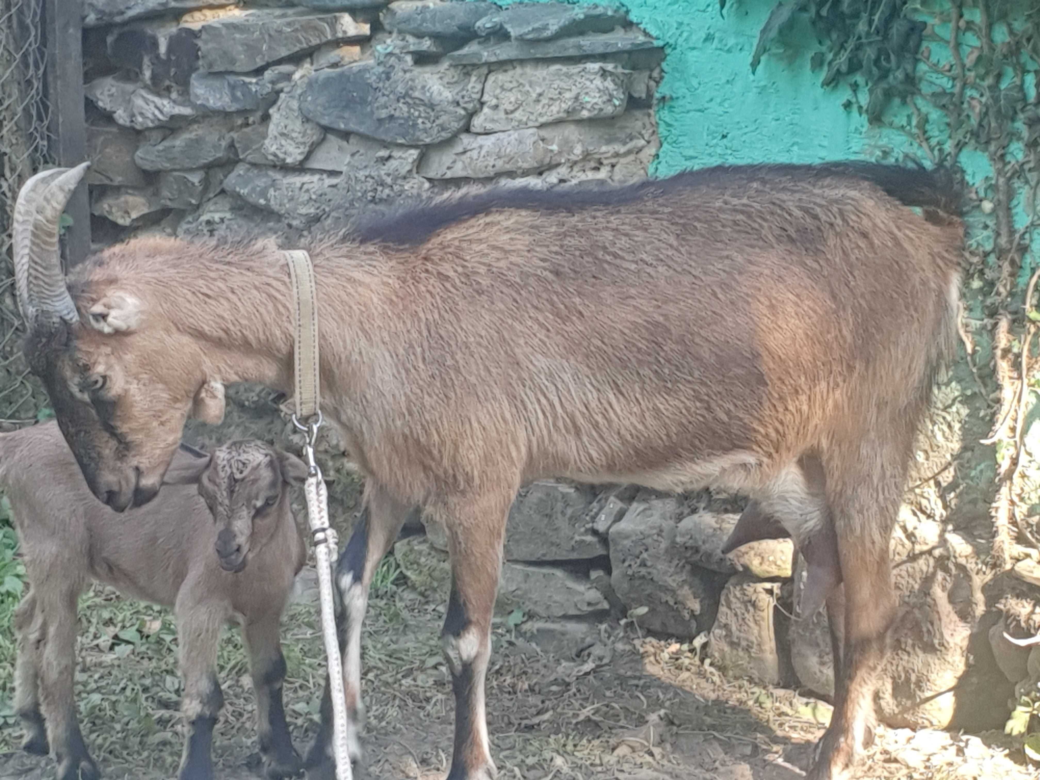 Capra cu ieduta...