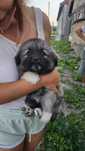 Catei spre adoptie