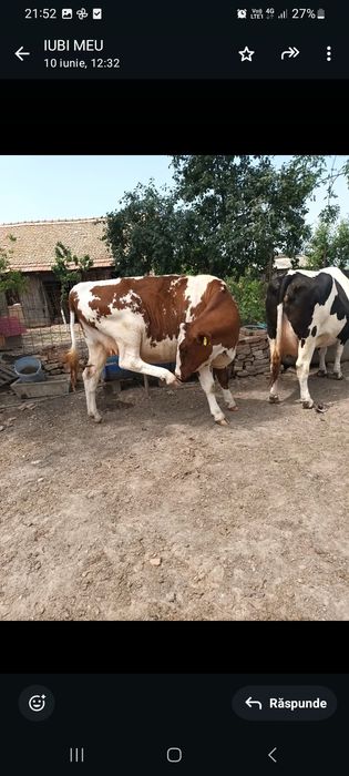 Vând junincă red holstain