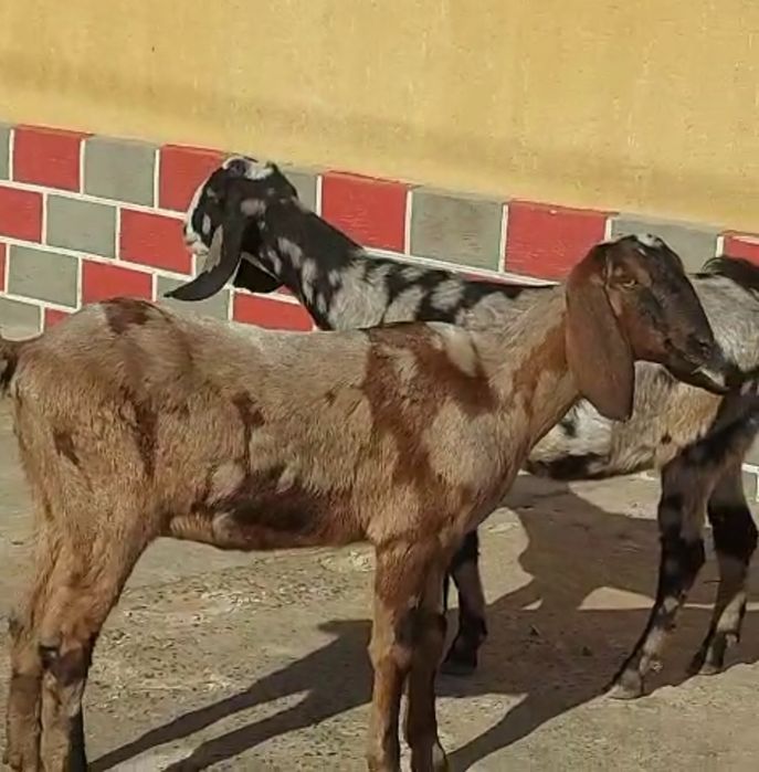 Англонубиская ұрғашы 6 айлықтар