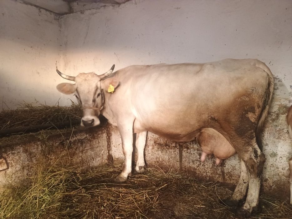 Vând o vaca bruna de Maramureș de 5 ani cu 17 litri de lapte la zi