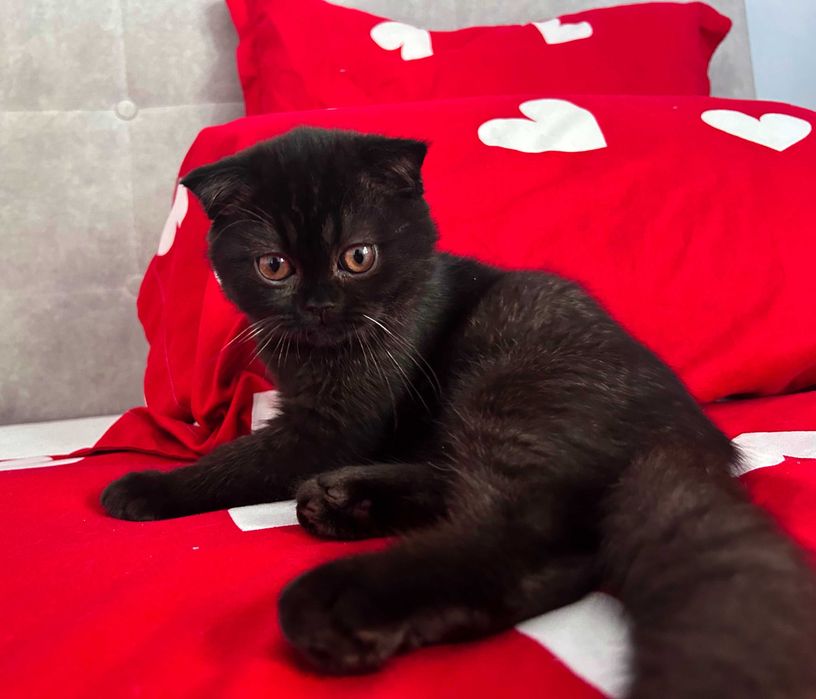 Rasă pură Scottish Fold, motănel cu pedigree și Carnet de Sănătate