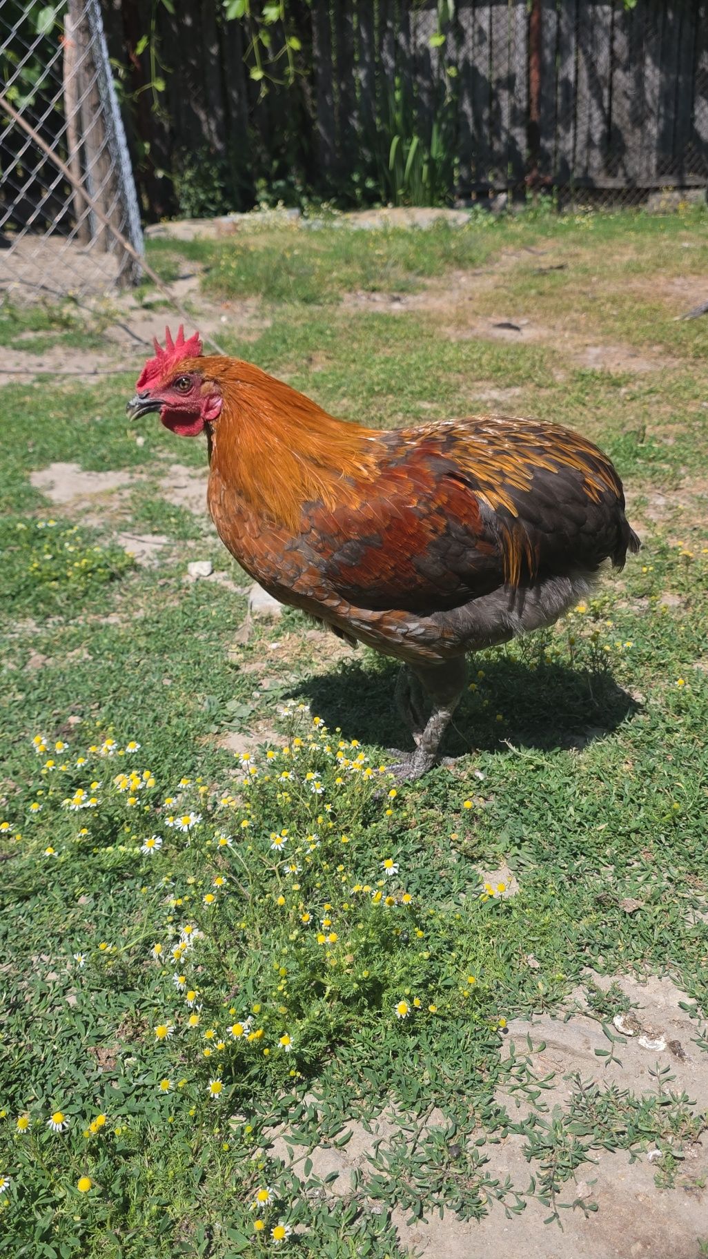 Cocoșel metis de marans cu araucana