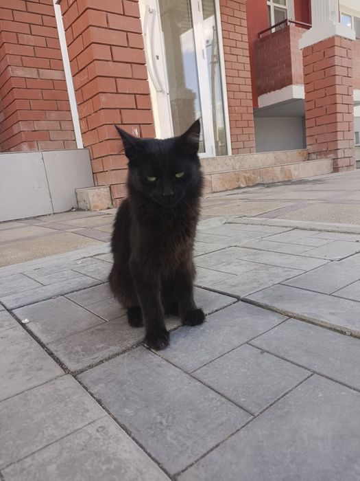 Котёнок мальчик отдам в добрые руки бесплатно