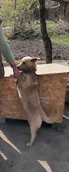 adoptie caine . catel si catelisa 2 ani deparazitati transport galati