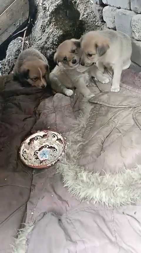 Щенкам (девочки) срочно нужен дом!