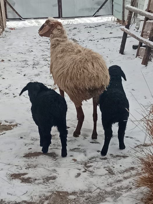 Овцематка с 2 ягнятами 100тыс