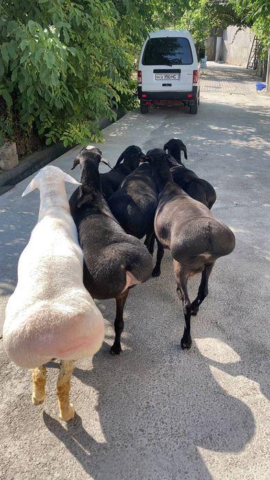 Qoʻy qassob qoʻchqor dastafka 24/7