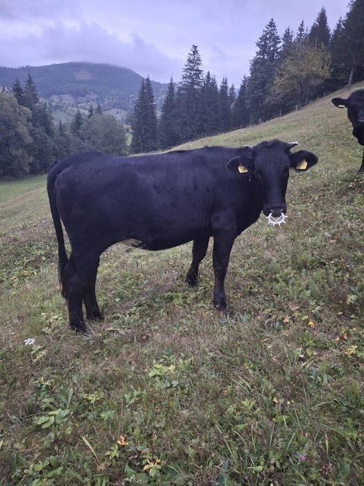 Vând junincă de 1 an și 3 luni