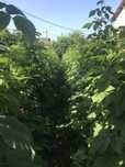 Zmeura din gradina  proprie