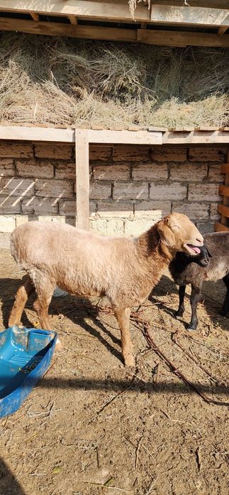 Семіз марқа сатылады