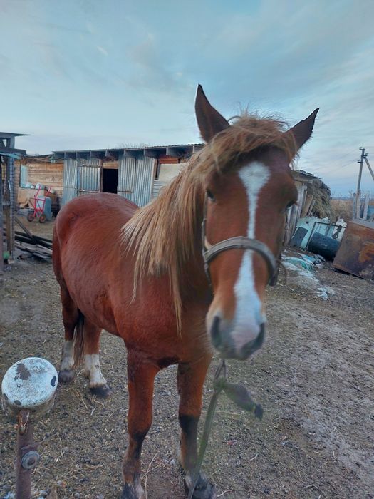 Продам жирного жеребца