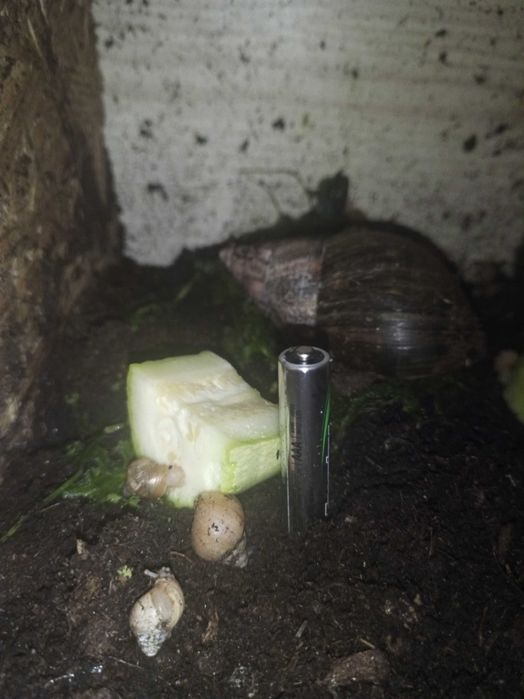 Donez melci Achatina fulica,doar Piatra Neamț ,cu ridicare personală.