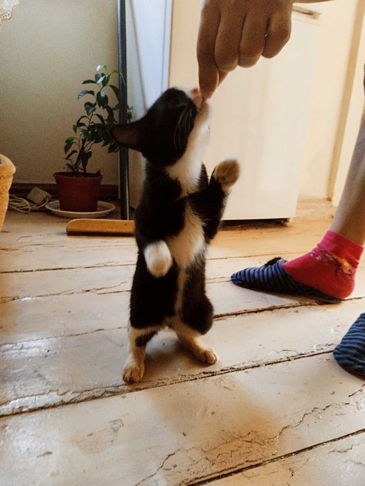 Биколорный котенок- девочка в ответственные руки